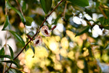 Sally the Superb Fairy Wren - Hoops
