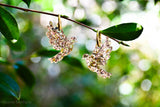 Christmas 2025 - Dove - Gold Flake Sparkle
