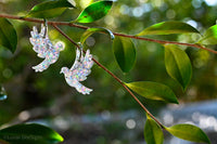 Christmas 2025 - Dove - Holographic Silver Sparkle