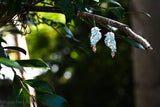 Kiera the Kookaburra Hoops