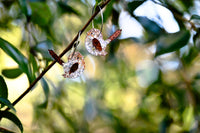 Sally the Superb Fairy Wren - Hoops