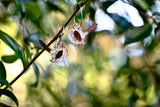 Sally the Superb Fairy Wren - Hoops