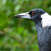 Christmas - 2025 - Australian Magpie - Digital Photographic Art