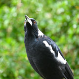 Christmas - 2025 - Australian Magpie - Digital Photographic Art
