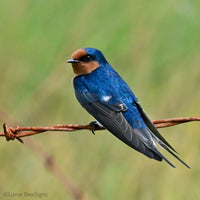 Christmas - 2025 - Swallow - Digital Photographic Art