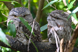 Christmas - 2025 - Grumpy Tawny Frogmouth - Digital Photographic Art