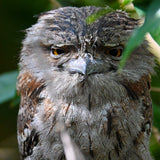 Christmas - 2025 - Grumpy Tawny Frogmouth - Digital Photographic Art