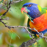Christmas - 2025 - Lorikeet - Digital Photographic Art