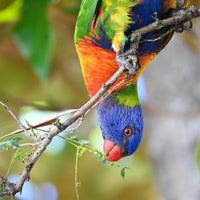 Christmas - 2025 - Lorikeet - Digital Photographic Art