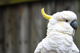 Christmas - 2025 - Regal cocky - Digital Photographic Art