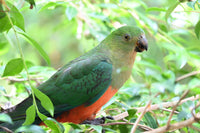 Christmas - 2025 - Female King Parrots - Digital Photographic Art