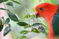 Christmas - 2025 - Male King Parrots - Digital Photographic Art