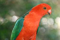 Christmas - 2025 - Male King Parrots - Digital Photographic Art