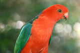 Christmas - 2025 - Male King Parrots - Digital Photographic Art