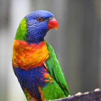 Christmas - 2025 - Lorikeet - Digital Photographic Art