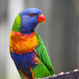 Christmas - 2025 - Lorikeet - Digital Photographic Art
