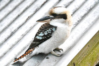 Christmas - 2025 - OVAL- Kookaburra - Digital Photographic Art
