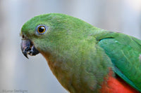 Christmas - 2025 - Female King Parrots - Digital Photographic Art