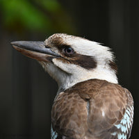 Christmas - 2025 - OVAL- Kookaburra - Digital Photographic Art