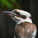Christmas - 2025 - OVAL- Kookaburra - Digital Photographic Art