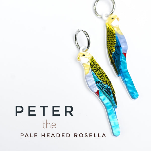 Peter the Pale Headed Rosella